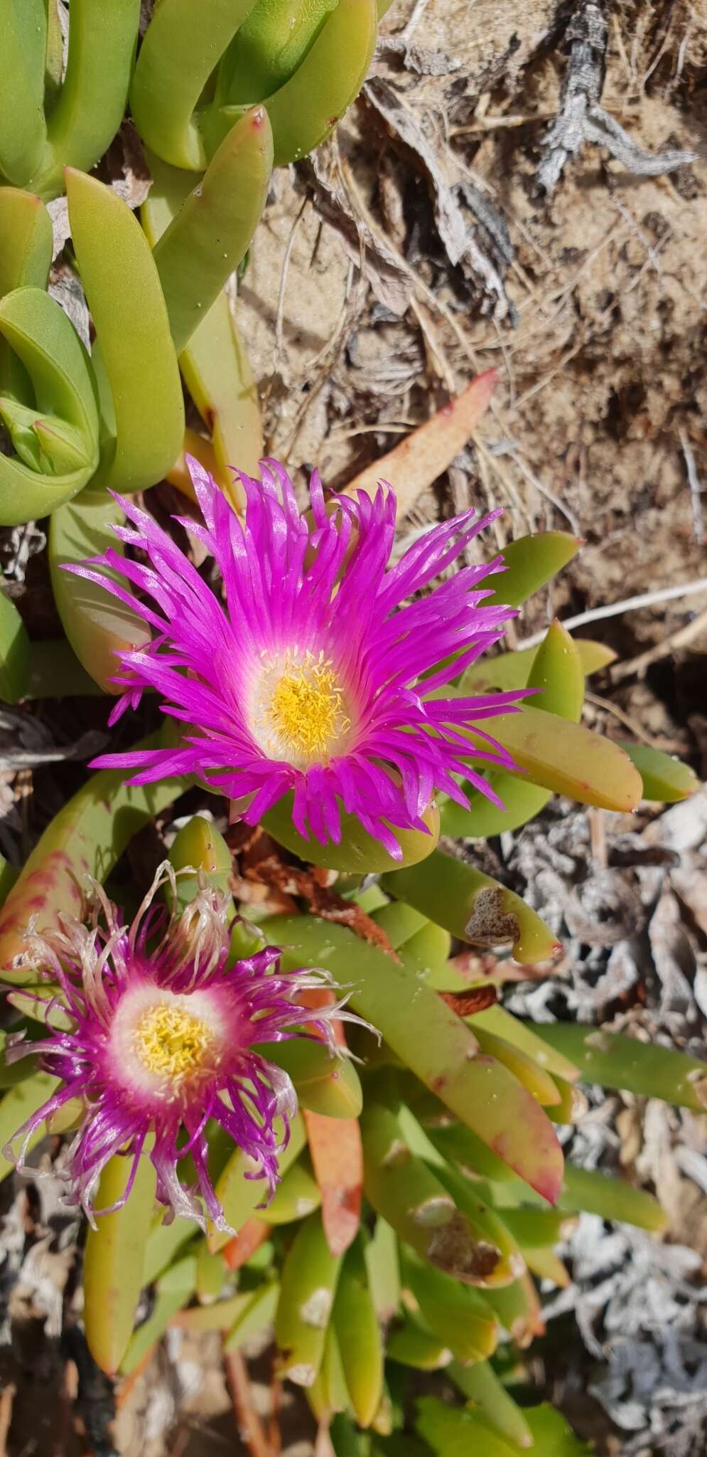 Plancia ëd Carpobrotus glaucescens (Haw.) Schwant.