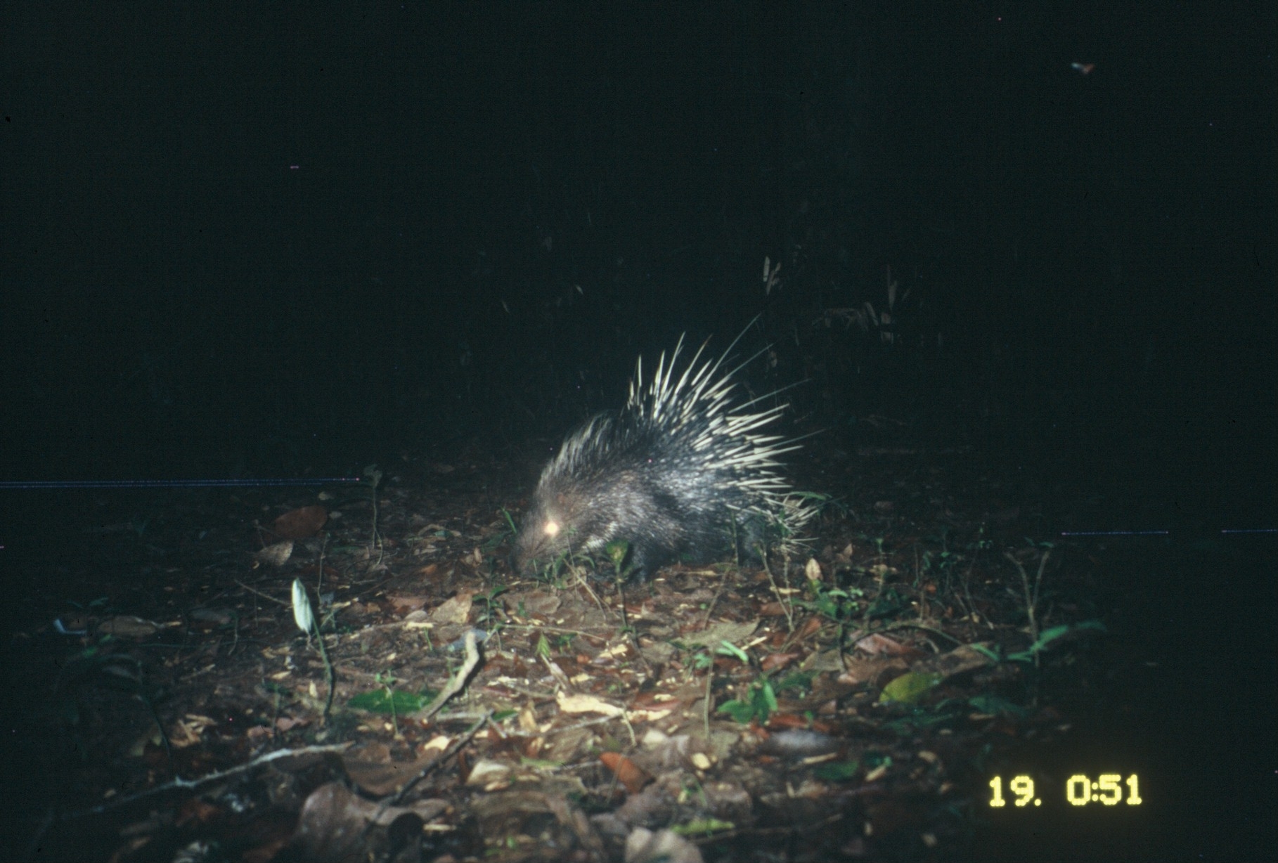 Image de Hystrix brachyura Linnaeus 1758