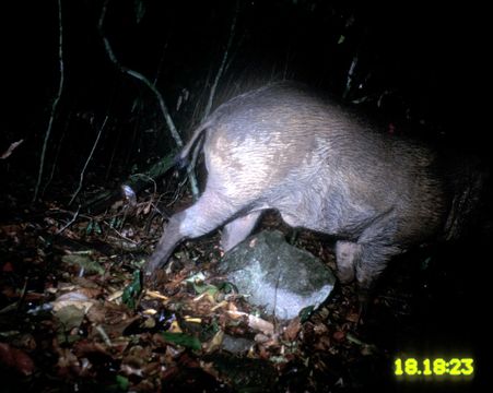 Image of Wild Boar