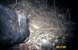 Image of Sun Bear