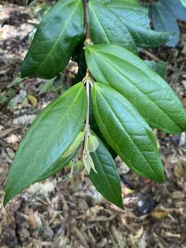 Image of Rhodamnia sessiliflora Benth.