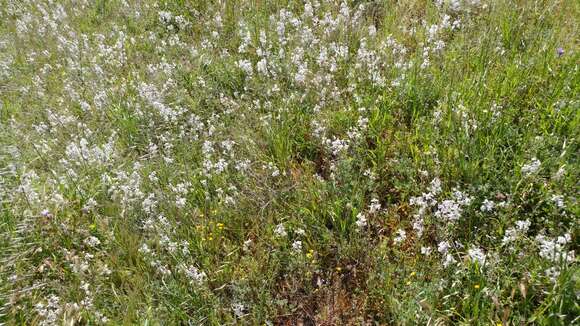 Delphinium variegatum subsp. kinkiense (Munz) M. J. Warnock的圖片