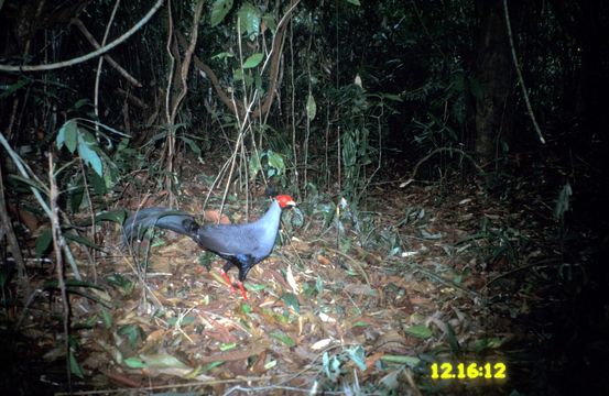 Image of Siamese Fireback