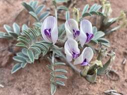 صورة Astragalus piscator R. C. Barneby & S. L. Welsh