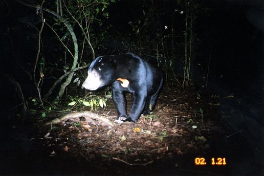 Image of Sun Bear