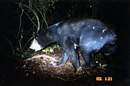 Image of Sun Bear