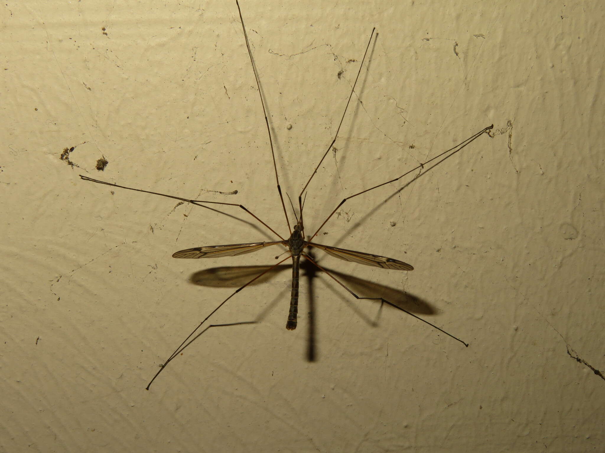 Image of Tipula (Yamatotipula) lateralis Meigen 1804