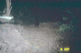 Image of Binturong