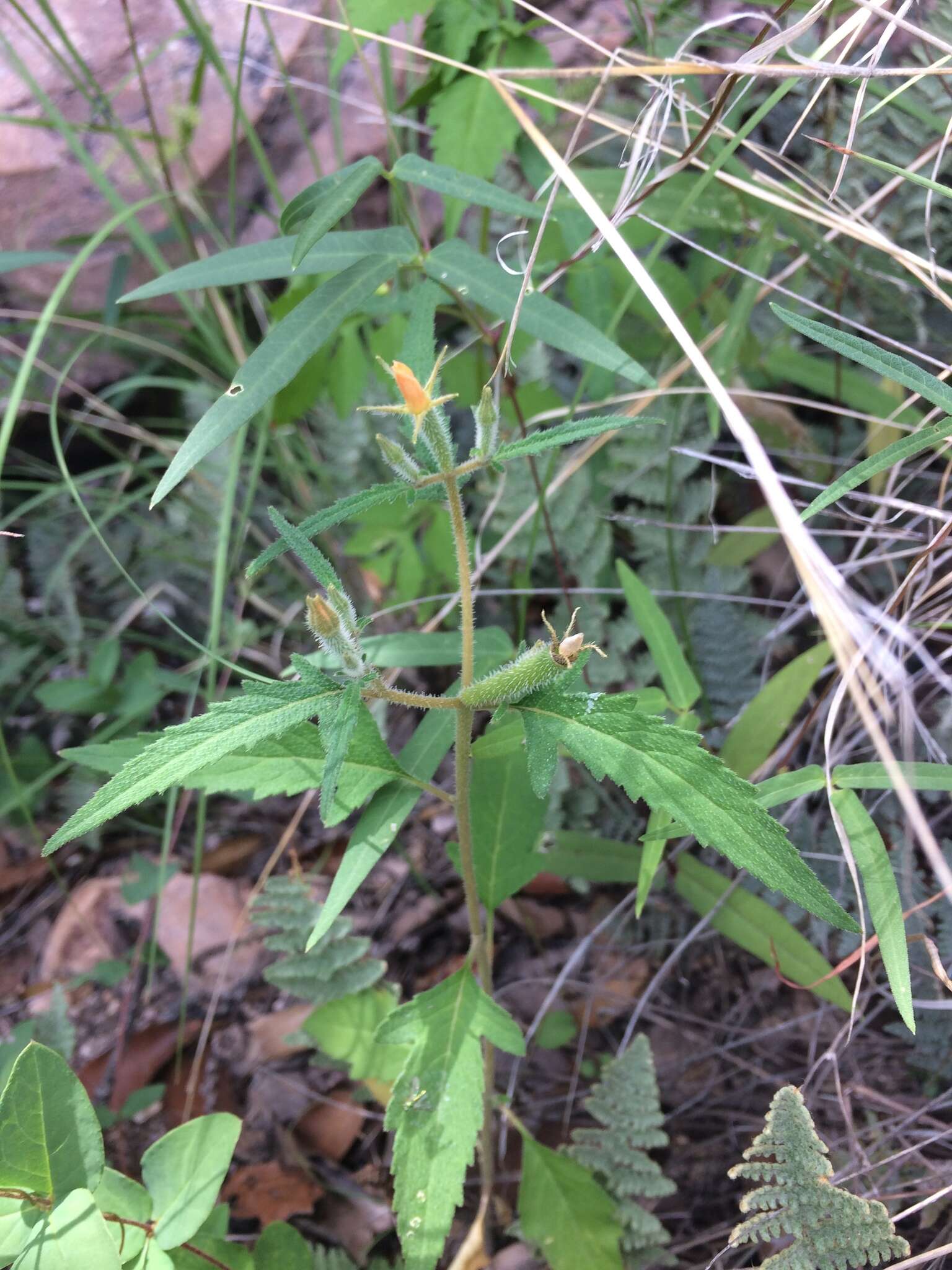 Image of Organ Mountain blazingstar