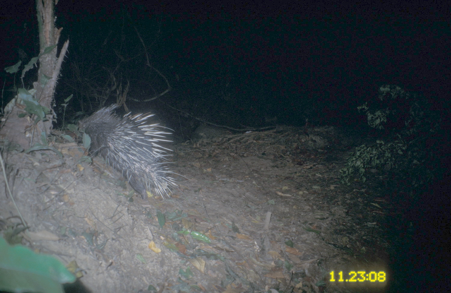 Hystrix brachyura Linnaeus 1758 resmi