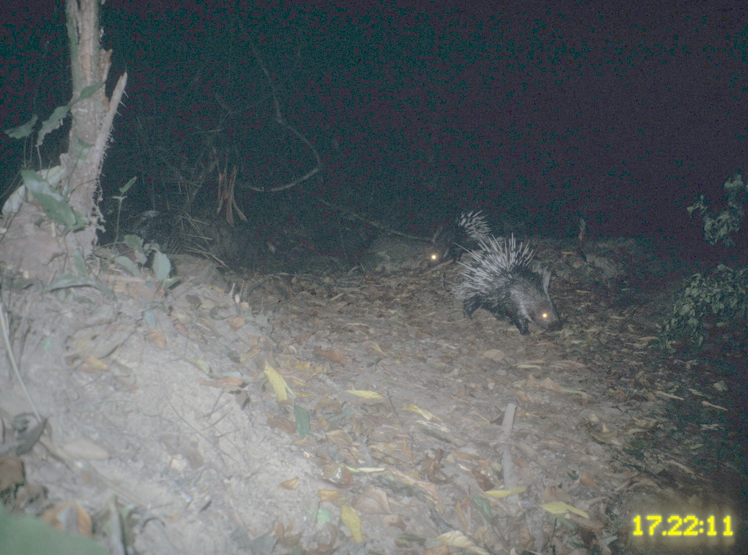 Image of Malayan Porcupine