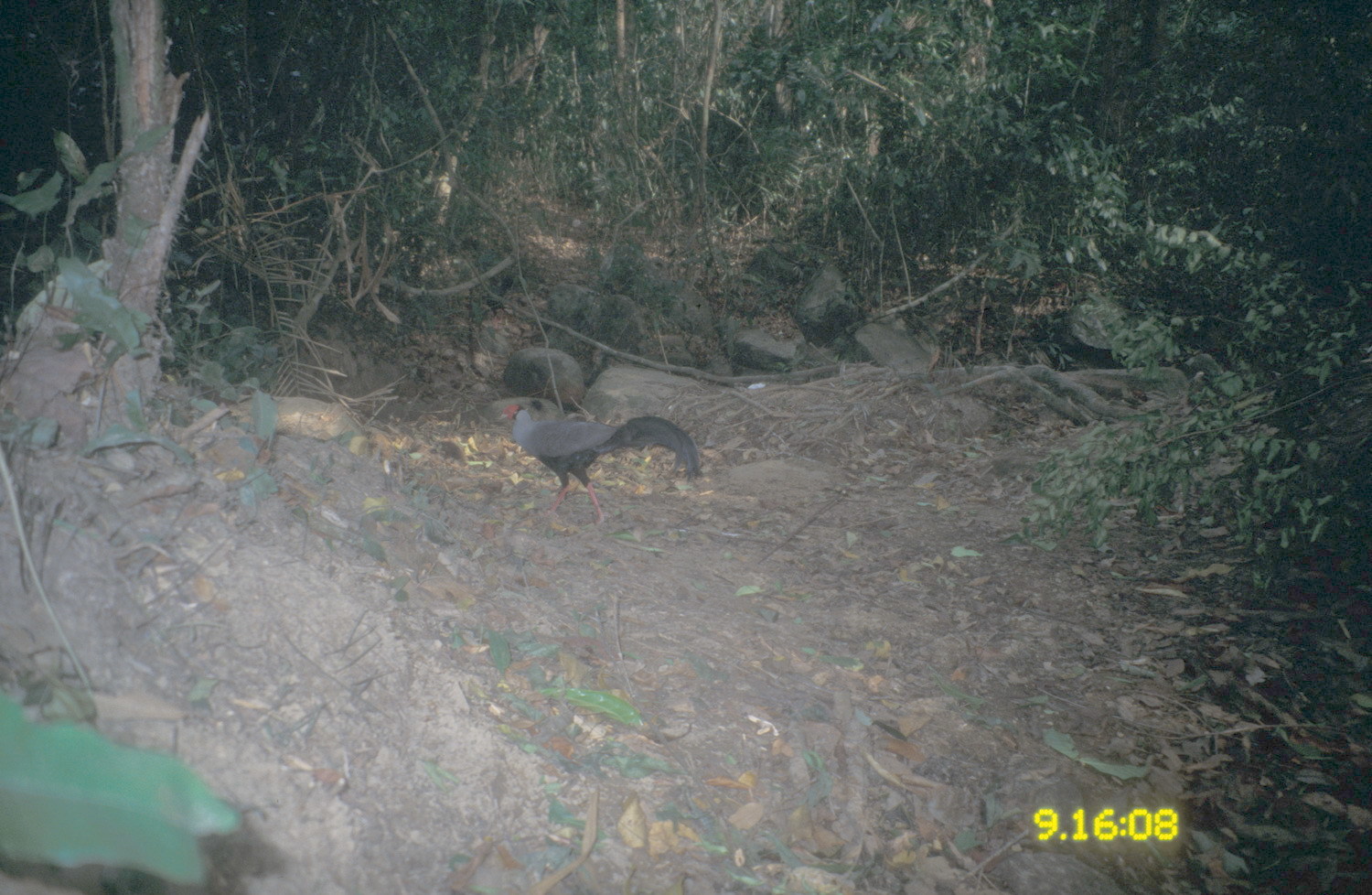 Image of Siamese Fireback