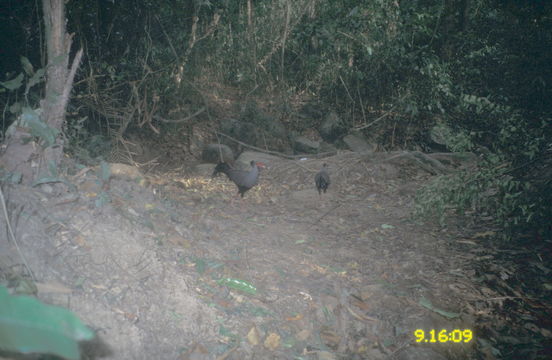 Image of Siamese Fireback