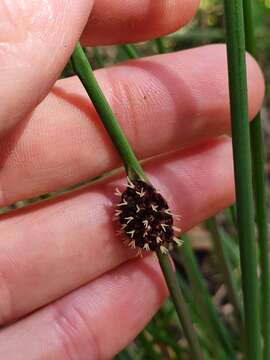 Image of Chorizandra cymbaria R. Br.