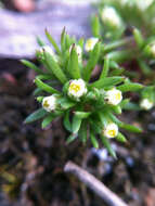 Image of Hyalosperma demissum (A. Gray) P. G. Wilson