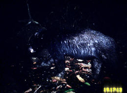 Image of Sun Bear