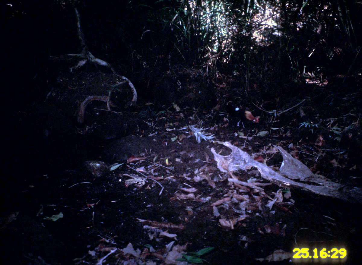 Image of Red Junglefowl