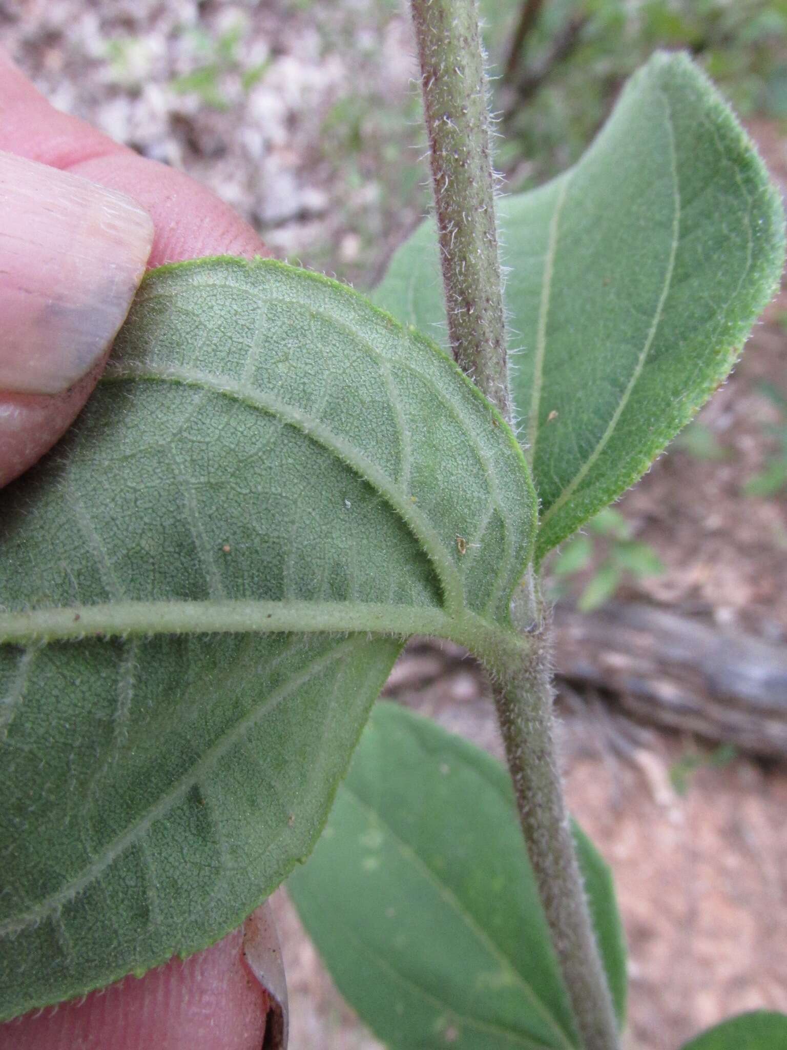 Слика од Helianthus hirsutus Rafin.