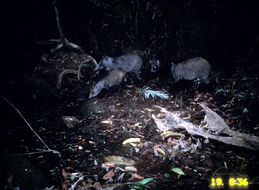 Image of Wild Boar