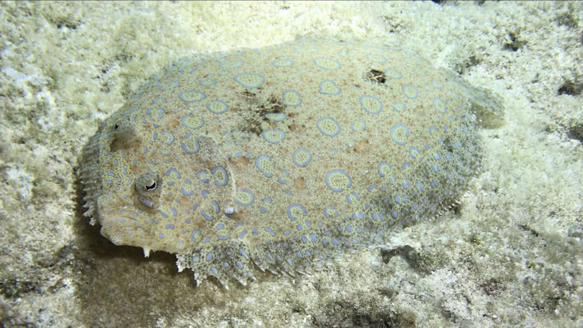 Image of Flounder