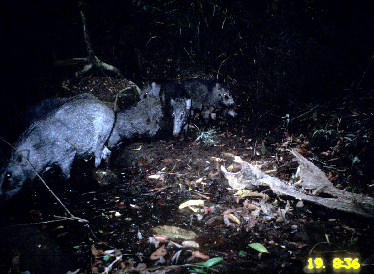 Image of Wild Boar