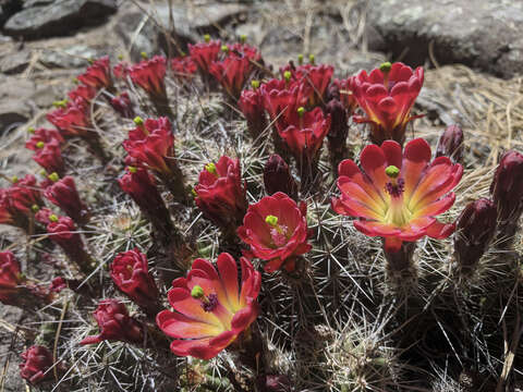 Image of <i>Echinocereus bakeri</i>