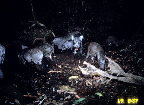 Image of Wild Boar