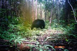 Image of Sun Bear