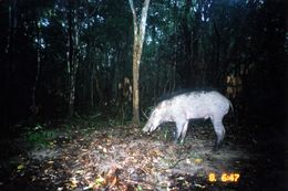 Image of Wild Boar