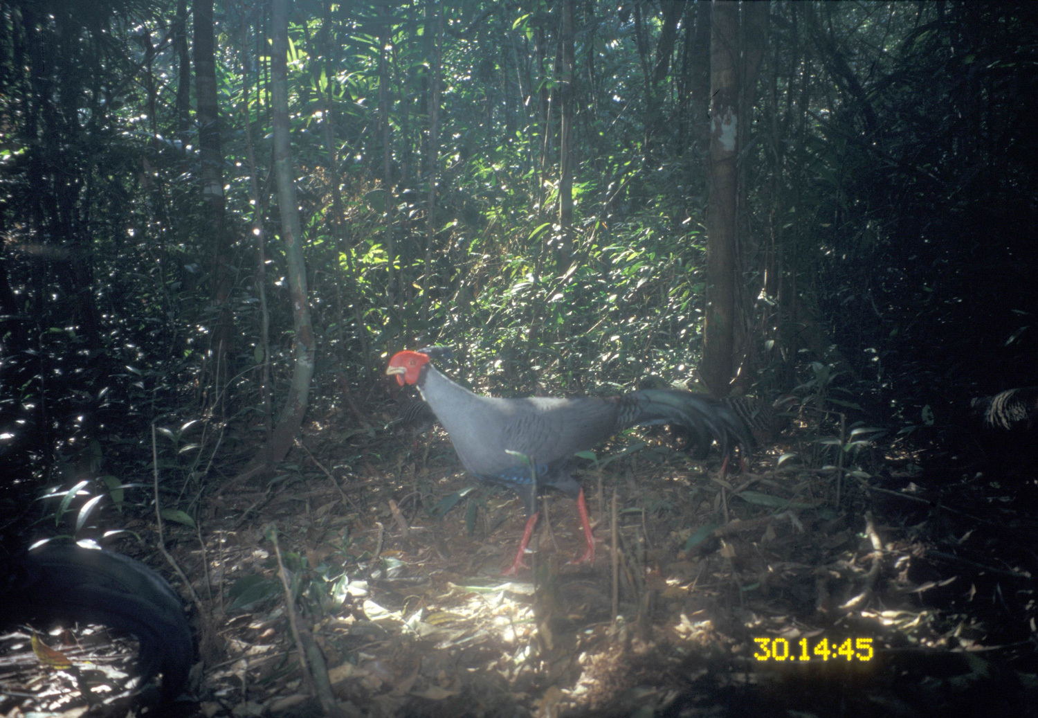 Image of Siamese Fireback