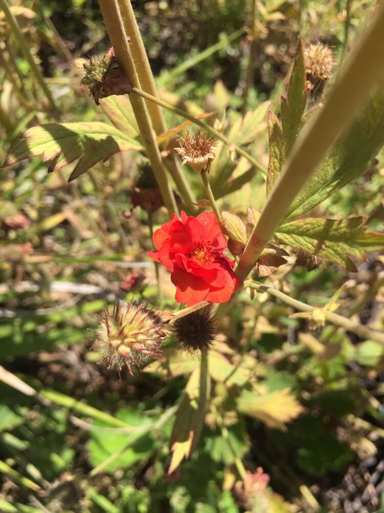 Слика од Geum quellyon Sweet