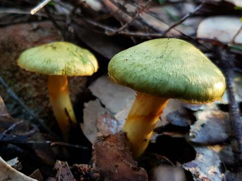 Image of Cortinarius austrovenetus Cleland 1928