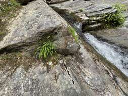 Image of mountain dwarfdandelion