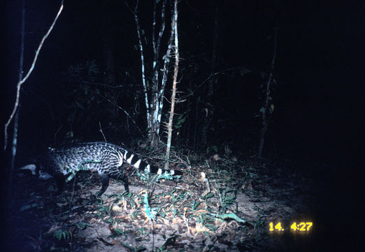 Image of large Indian civet