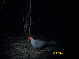 Image of Siamese Fireback