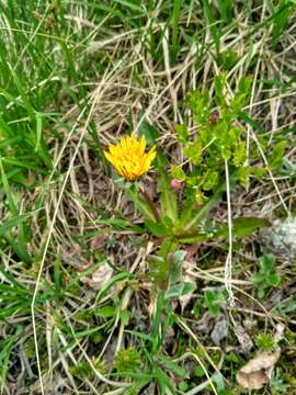 صورة Taraxacum croceum Dahlst.