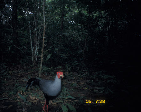 Image of Siamese Fireback