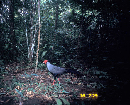 Image of Siamese Fireback