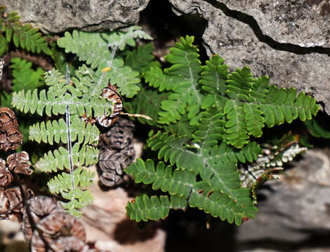 Image of Copeland's cloak fern