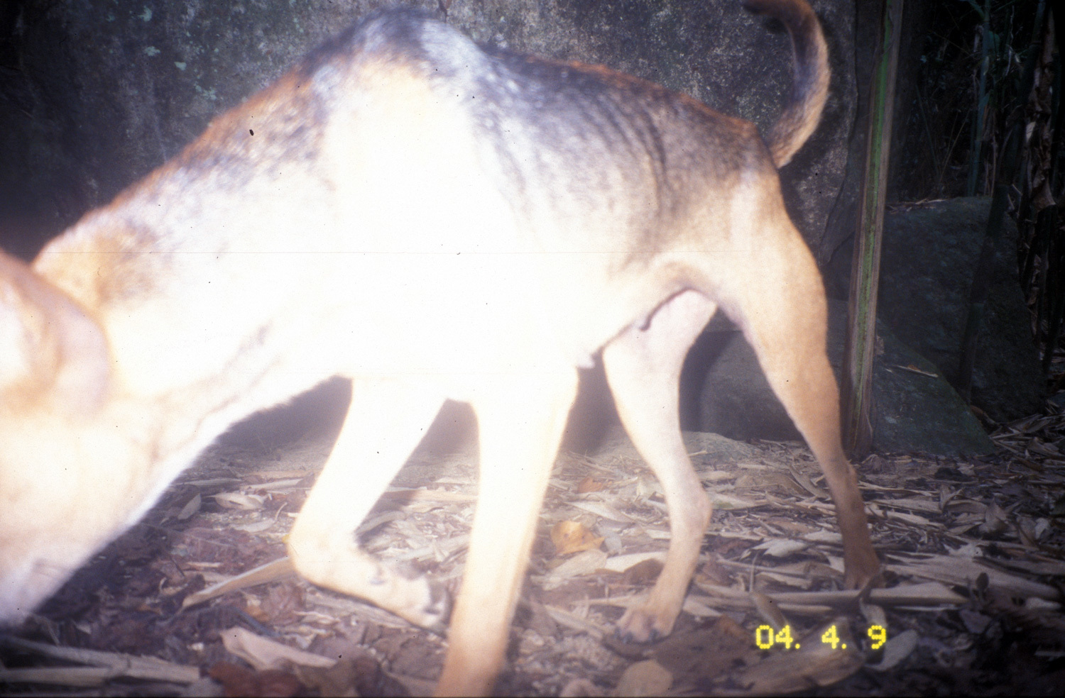 Image of Domestic Dog