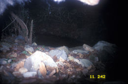 Image of Sun Bear