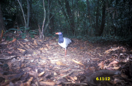 Image of Coral Billed Cuckoo