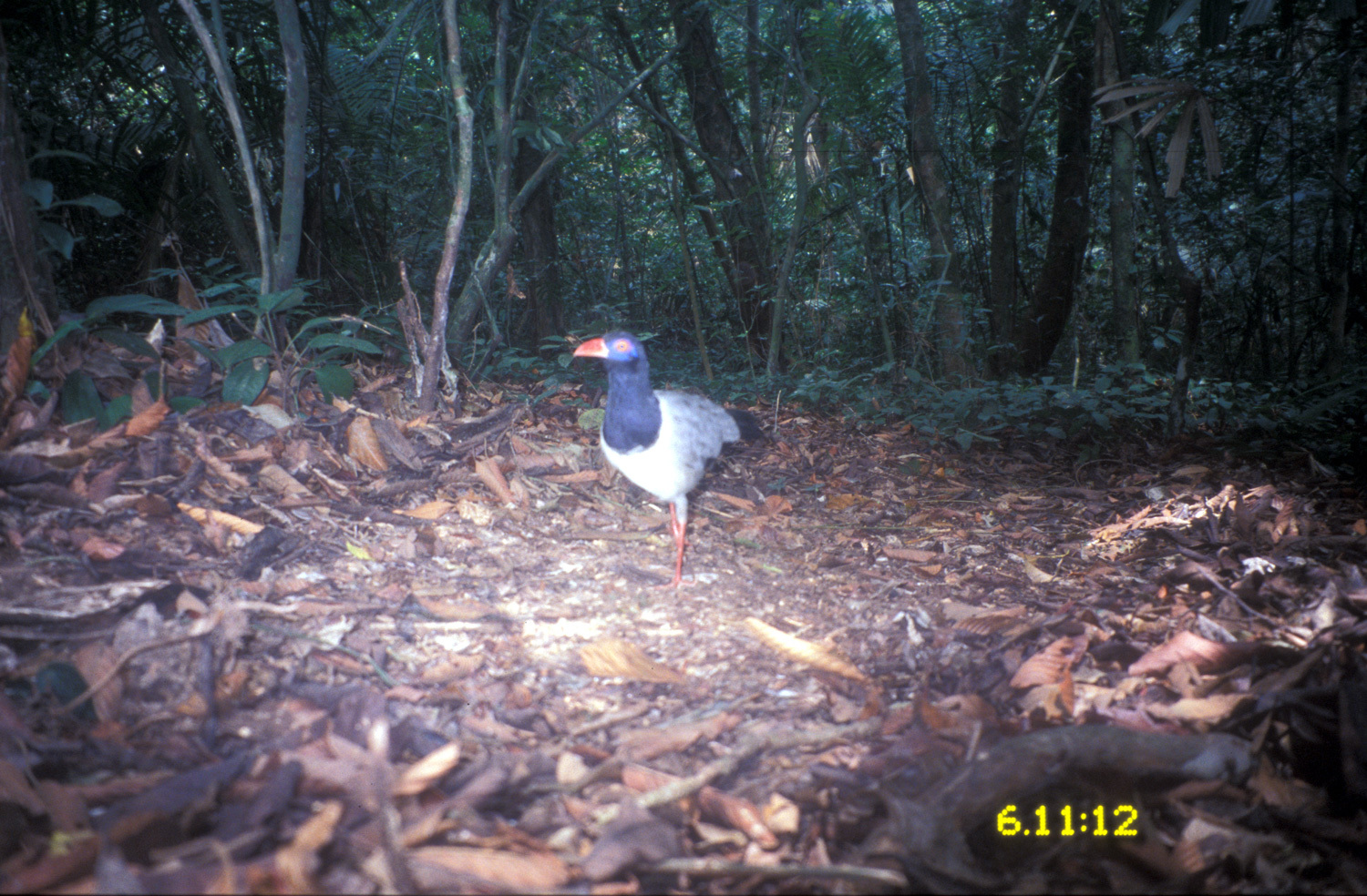 Image of Coral Billed Cuckoo