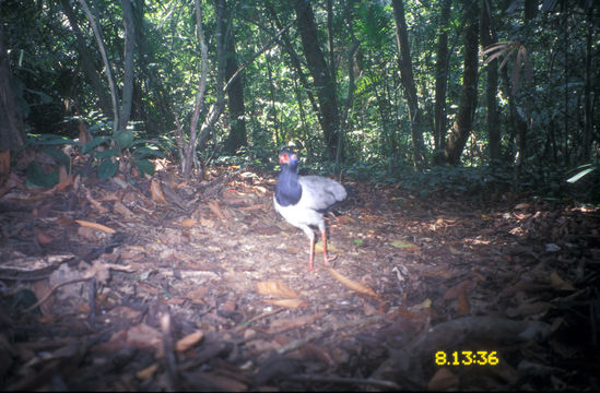 Image of Coral Billed Cuckoo