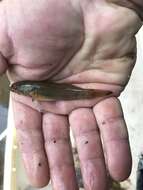 Image of Striped gudgeon