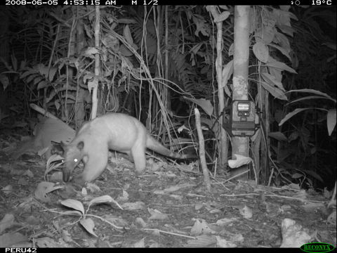 Plancia ëd Tamandua tetradactyla (Linnaeus 1758)