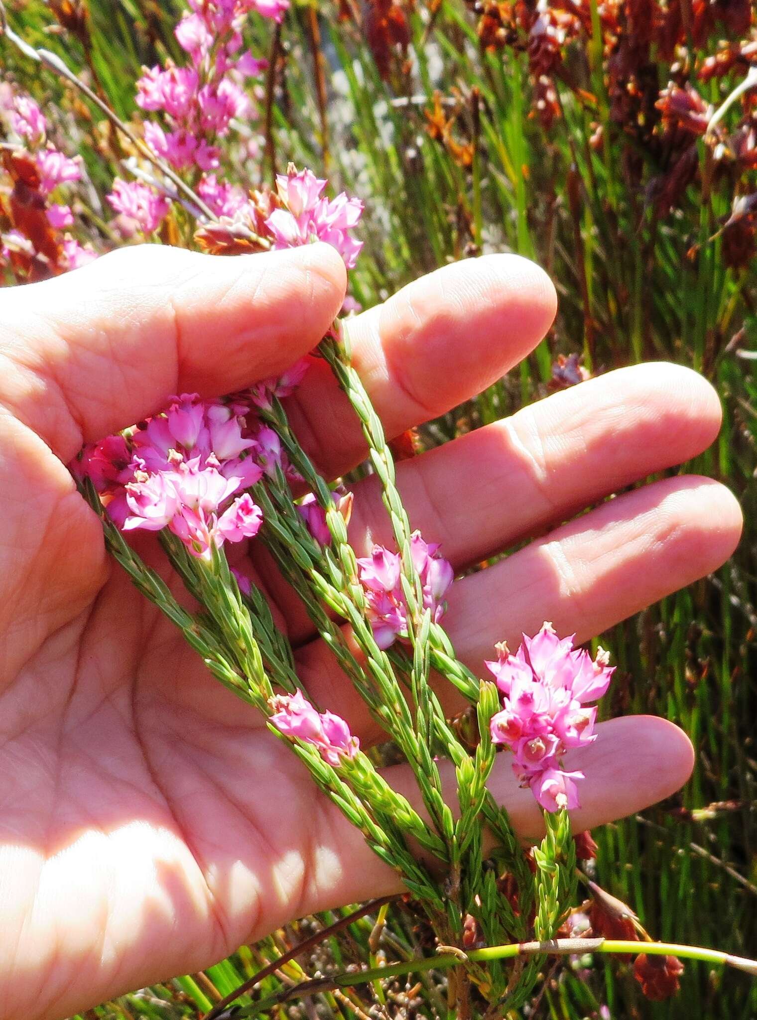 Image of Erica taxifolia