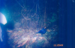 Image of Blue Whistling Thrush