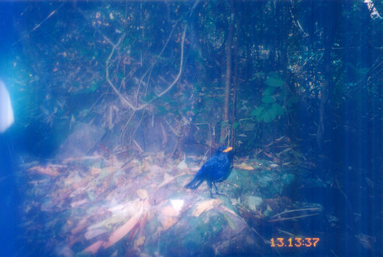 Image of Blue Whistling Thrush