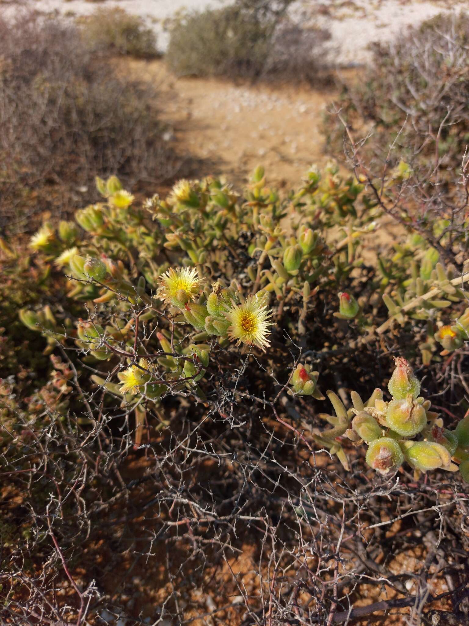 Слика од Mesembryanthemum nitidum Haw.